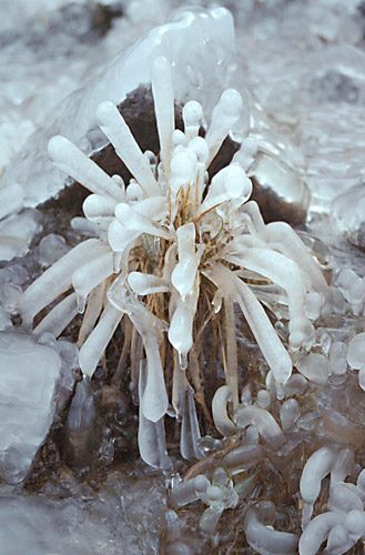 Simply Ice Scultped Grass
